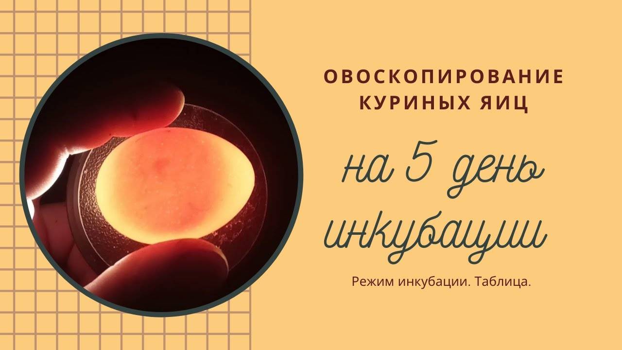 Овоскопирование куриных яиц по дням: фото, видео