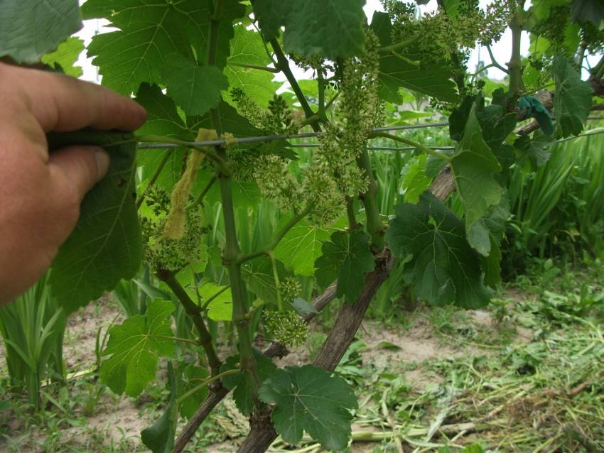Пасынкование винограда: когда прищипывать виноград и когда удалять пасынки винограда. советы и рекомендации экспертов (115 фото + видео работ)