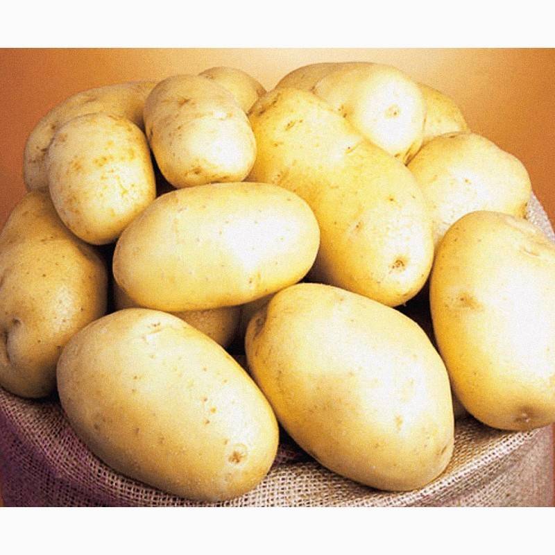 Картофель зекура – немецкое качество