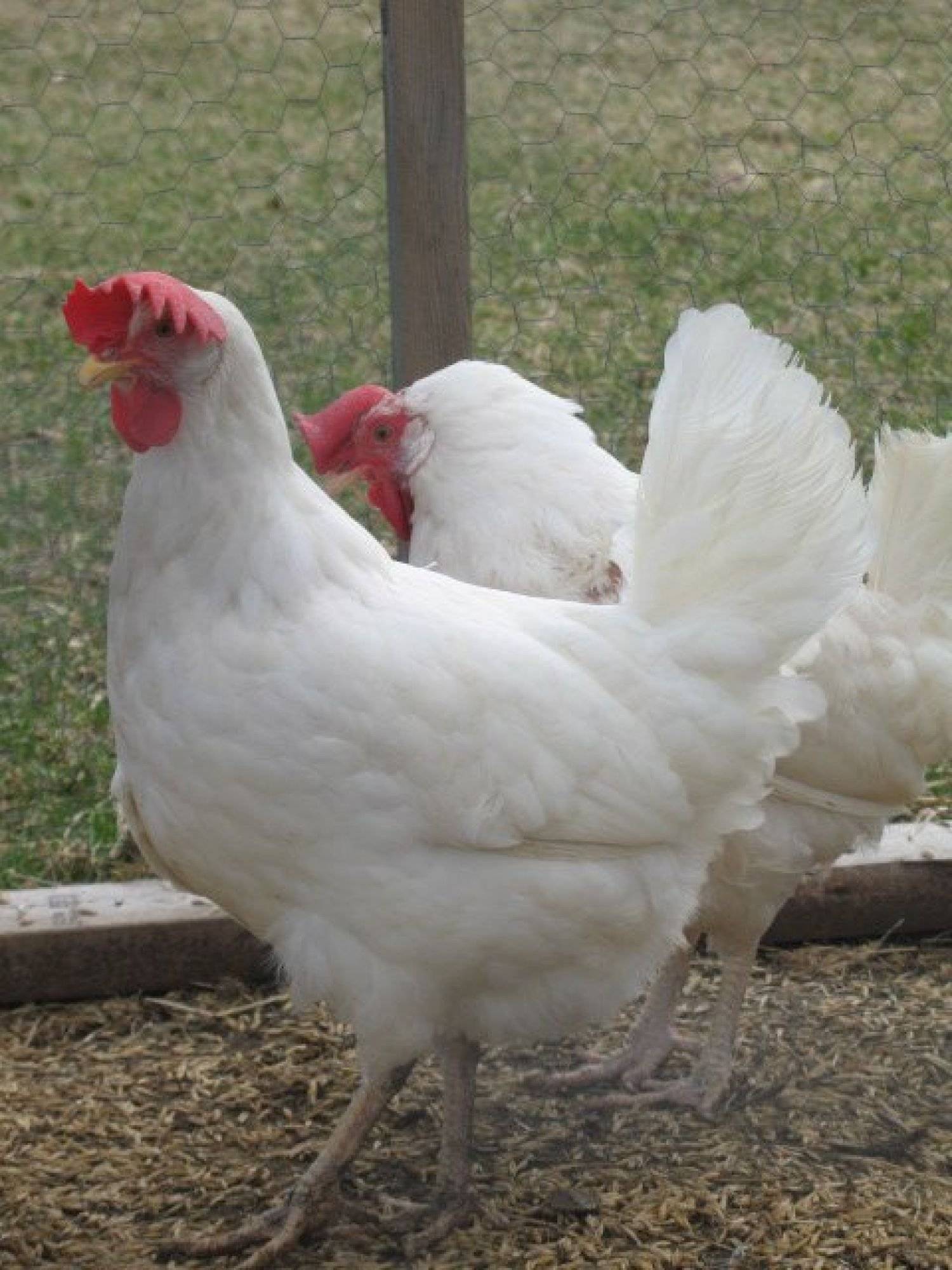 Кросс хайсекс уайт и браун: описание и особенности породы куриц, правила разведения