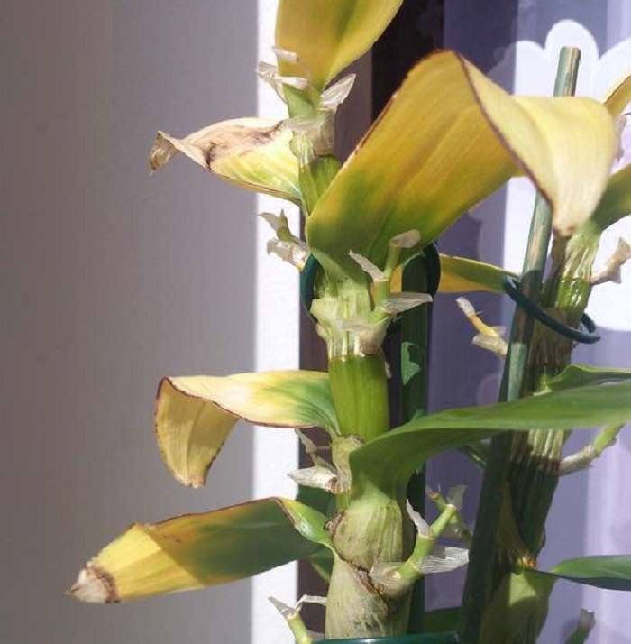 Все о цветении орхидеи дендробиум нобиле. что делать дальше, когда растение отцвело?