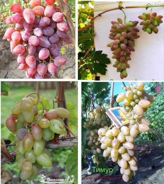 Виноград тимур: описание сорта, уход, выращивание и отзывы