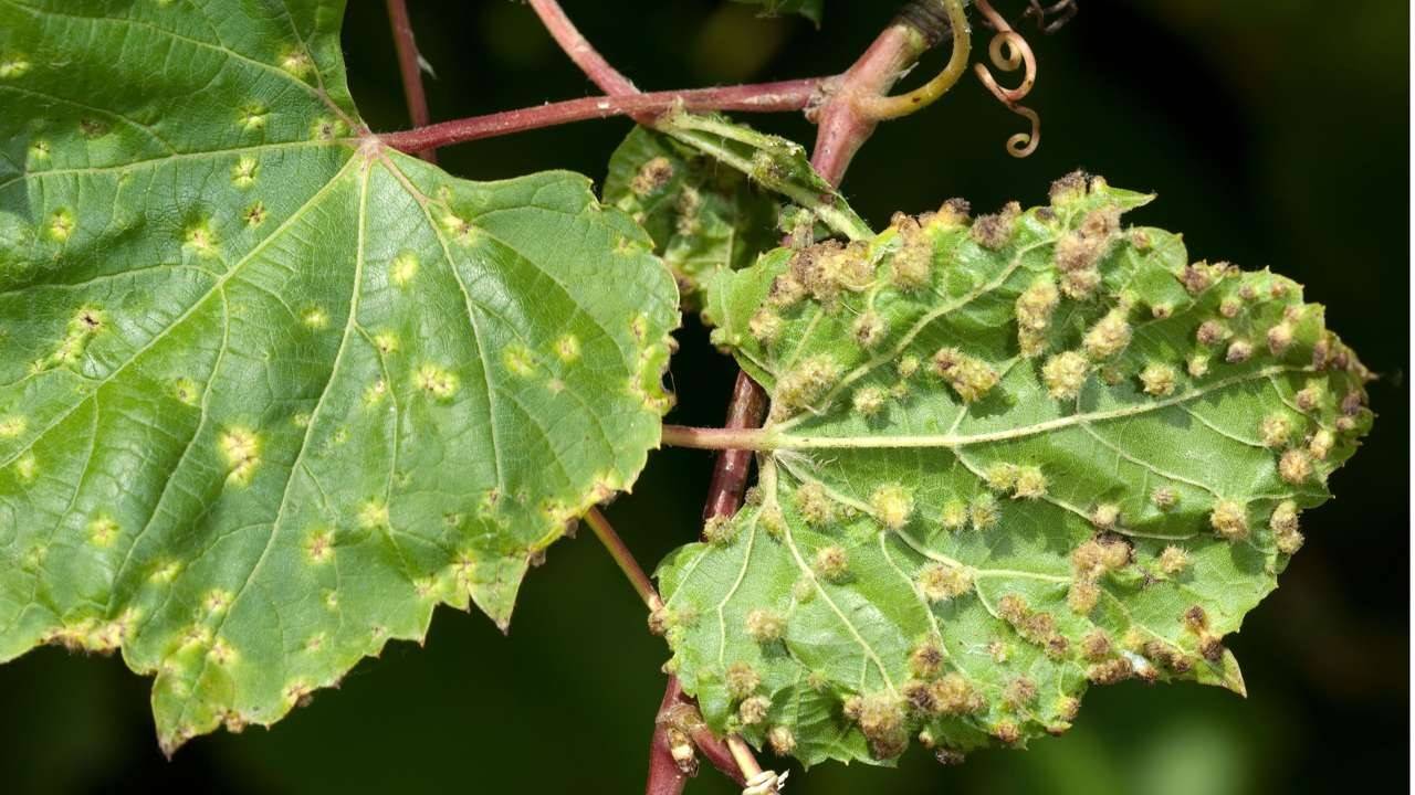 Поражение листьев винограда фото и чем лечить