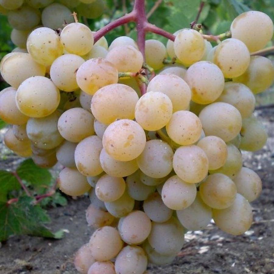 Виноград "краса балки": описание сорта, характеристика, особенности выращивания, фото