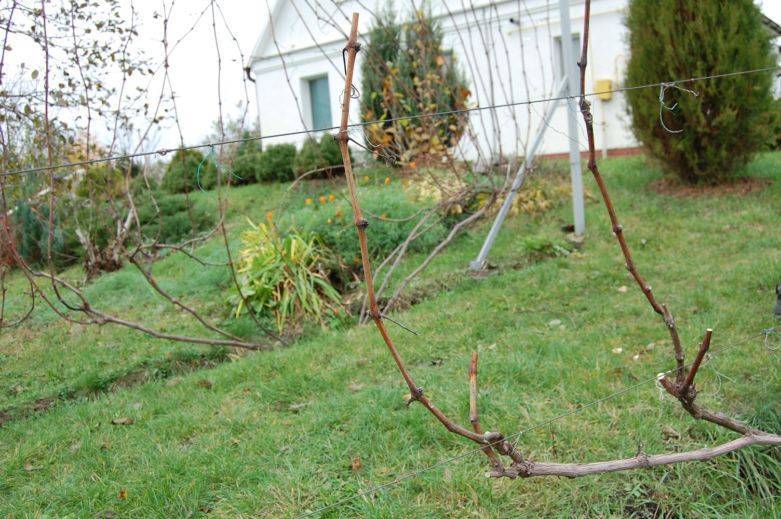 Вся необходимая информация о том, как укрывать виноград на зиму