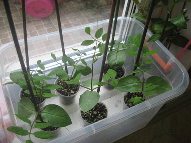 Кобея лазающая: выращивание из семян в домашних условиях