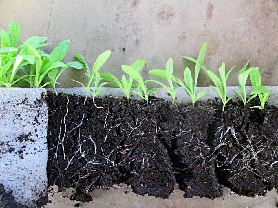 Флоксы однолетние выращивание из семян