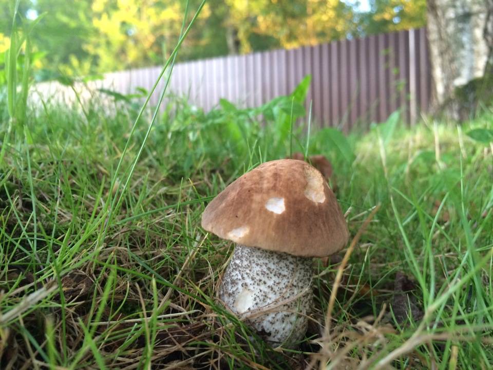 Белый гриб выращивание в домашних условиях: самый простой способ, фото, видео