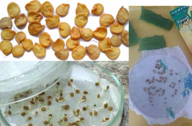 Рассада сладкого перца: как и когда сажать семена в домашних условиях