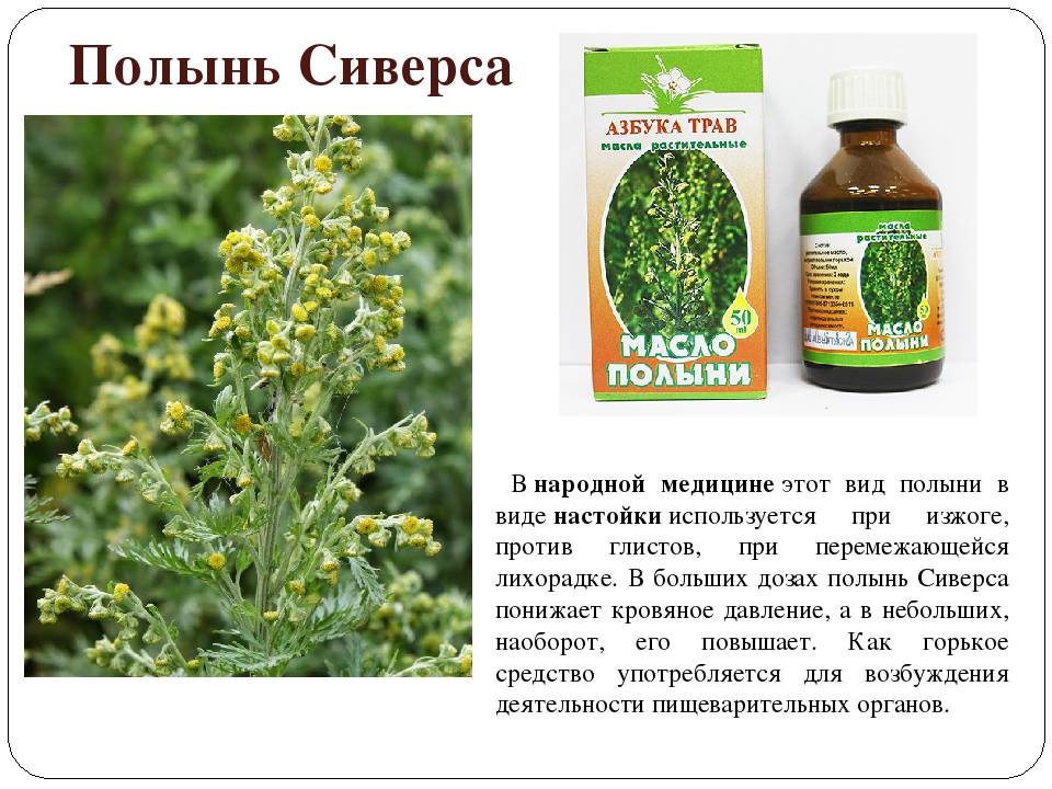 Полынь — 7 лечебных свойств и противопоказания, применение травы для здоровья организма