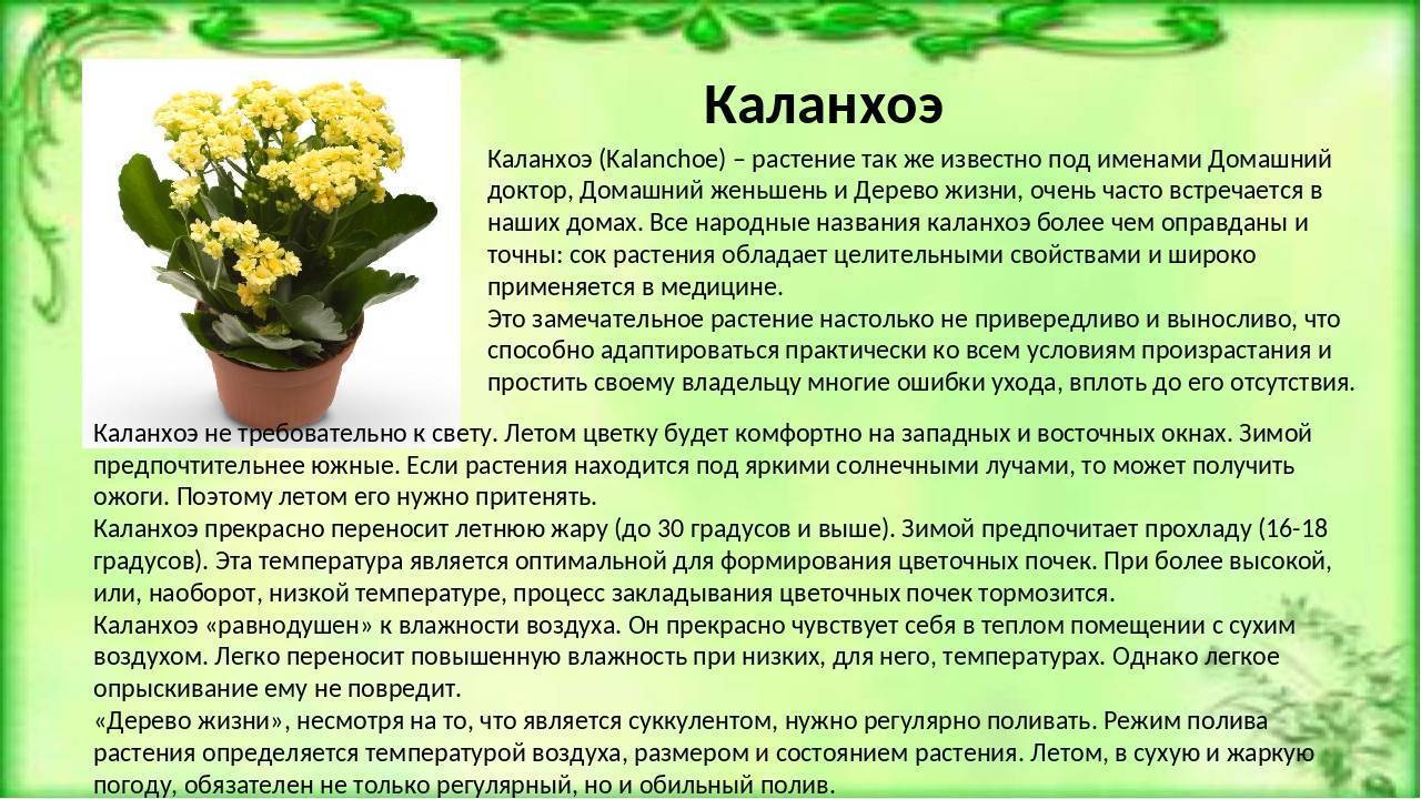 Каланхоэ каландива: уход, размножение, болезни и вредители. полезные советы для начинающих цветоводов
