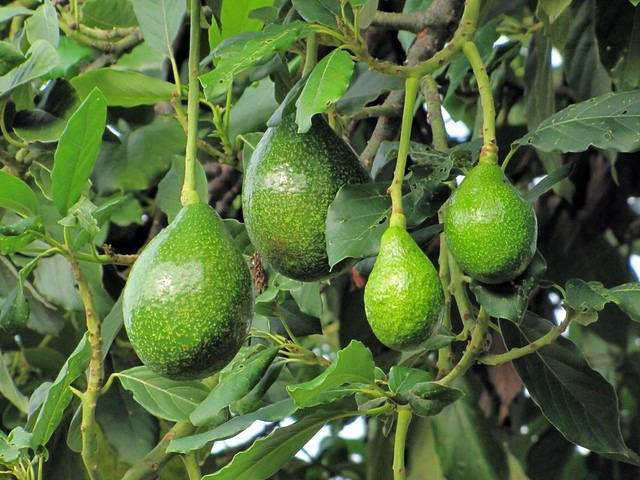 Авокадо - где растет, в какой стране? как вырастить авокадо из косточки в домашних условиях - sadovnikam.ru