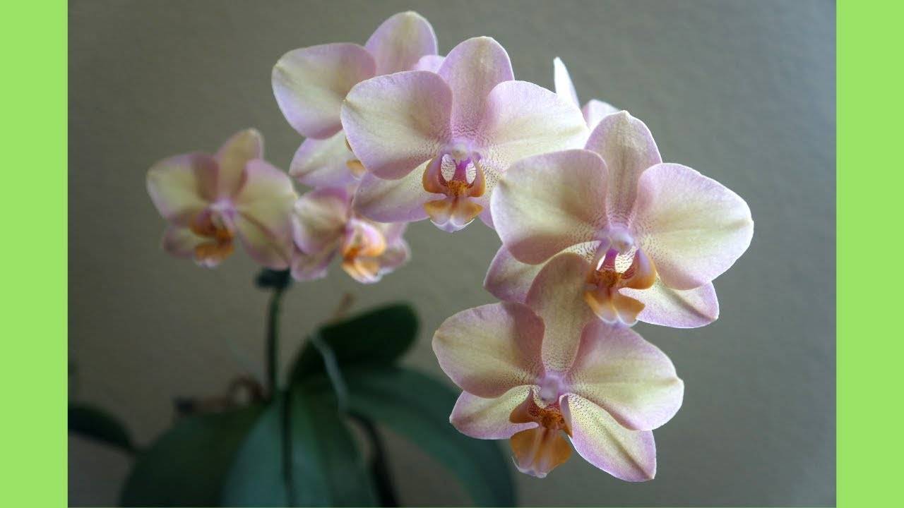 Сапорита орхидея фаленопсис фото и описание
