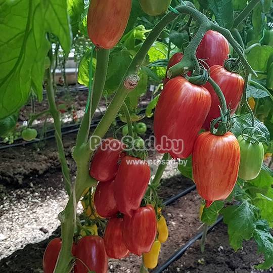 Характеристика и описание сорта томат искры пламени