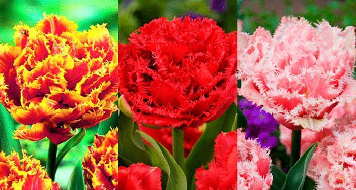 Тюльпаны: самые важные факты об этих цветах, которые нужно знать садоводу
