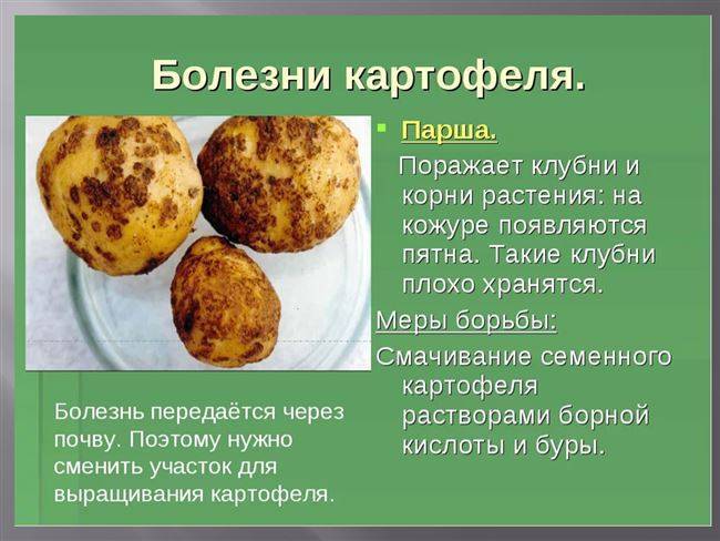 Картофель мадлен: описание сорта, фото и отзывы, характеристика