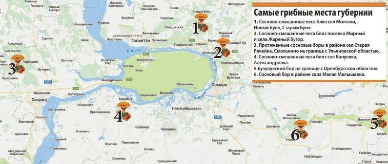 За опятами – в чердаклы, за рыжиками – в тагай: в ульяновске стартовал сезон «тихой охоты» - ульяновск сегодня | ульяновск сегодня