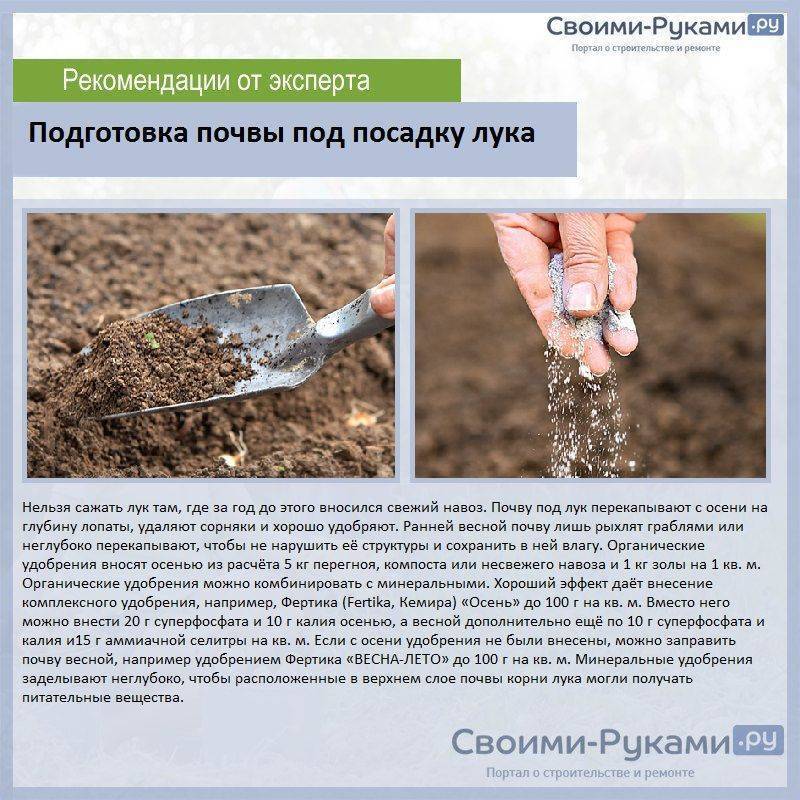 Хризантемы: посадка весной, уход, как правильно сажать на участке