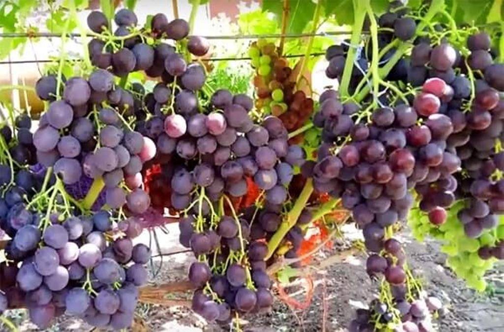 Рошфор виноград: описание сорта, характеристика и выращивание, уход