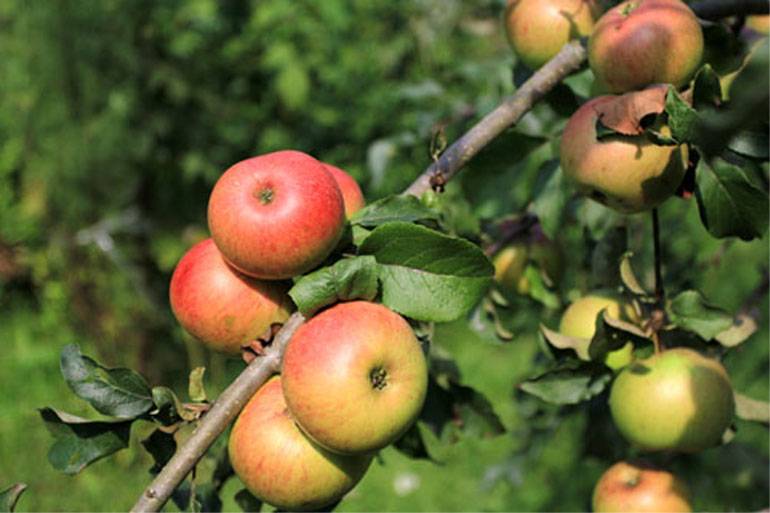 Описание сорта яблок уэлси фото и описание