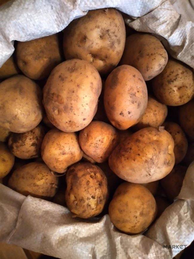 Картофель латона: описание сорта, фото, отзывы о вкусовых качествах, характеристика урожайности и советы по выращиванию и уходу