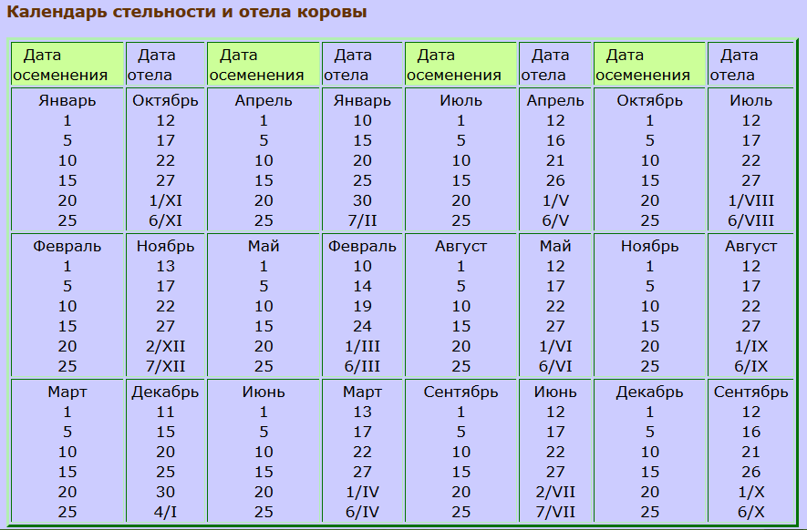 Стельность коровы по месяцам картинки