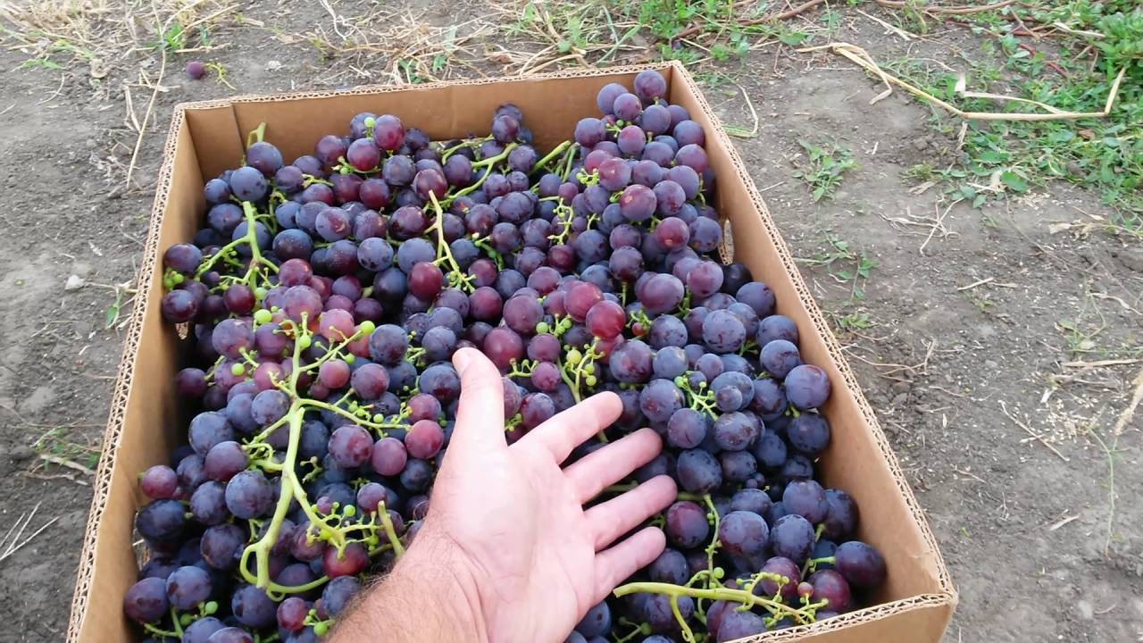 Виноград рошфор: описание сорта с характеристикой и отзывами, особенности посадки и выращивания, фото