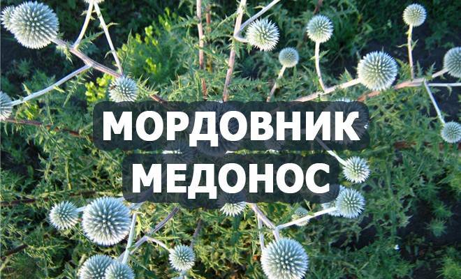 Мордовник: фото растения, как выращивать эхинопс в открытом грунте