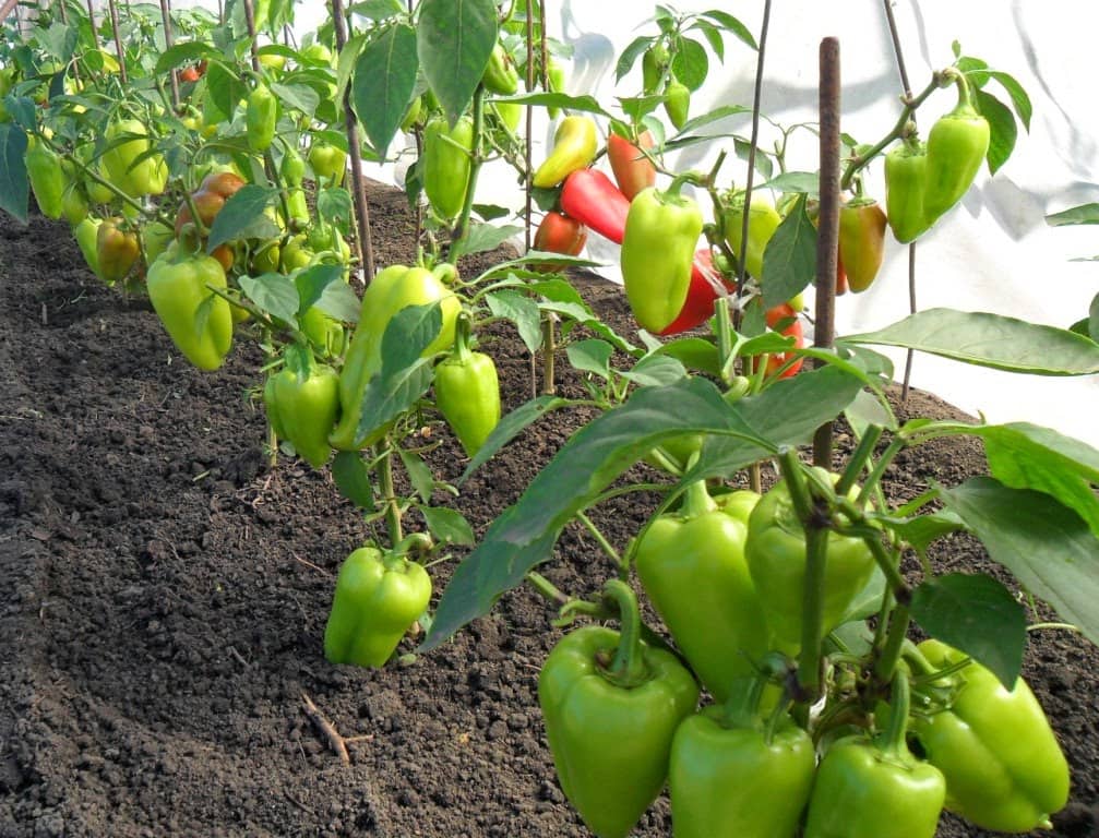 Особенности выращивания болгарского перца в теплице