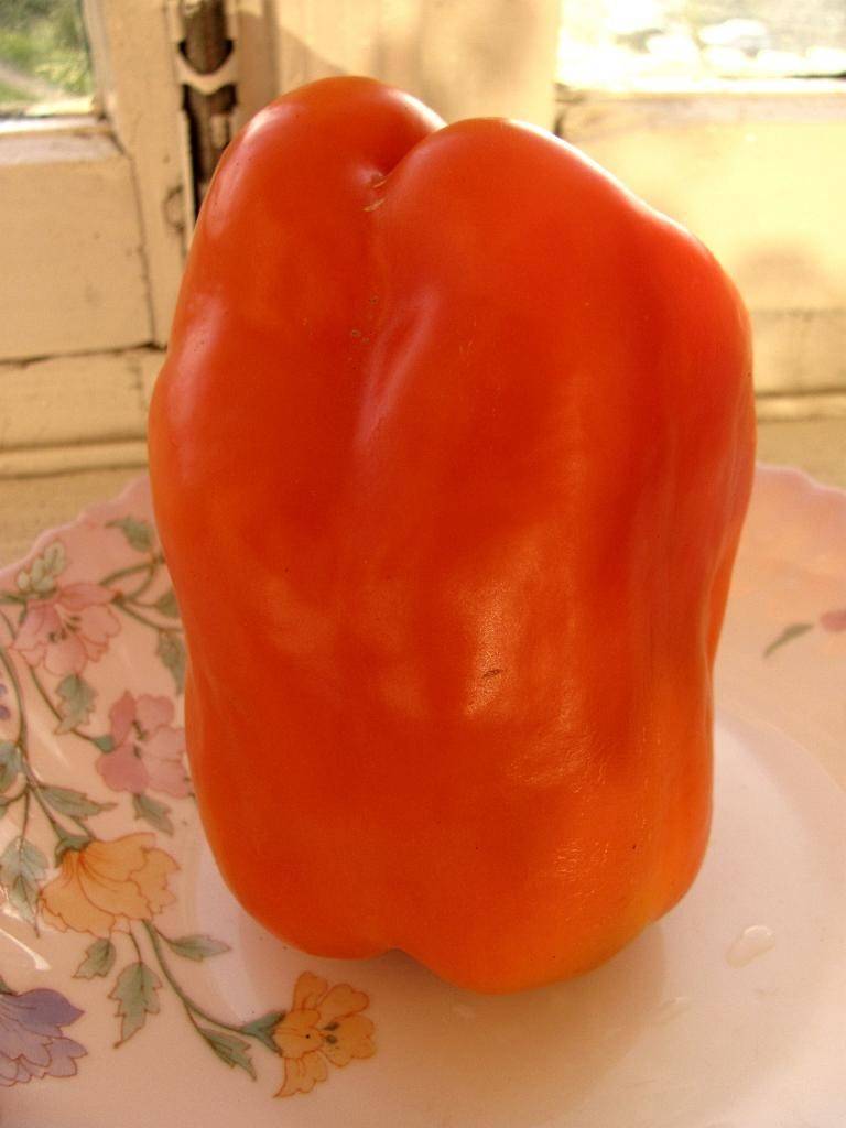 Раннеспелый перец кубович f1 – сочная мякоть крупных плодов