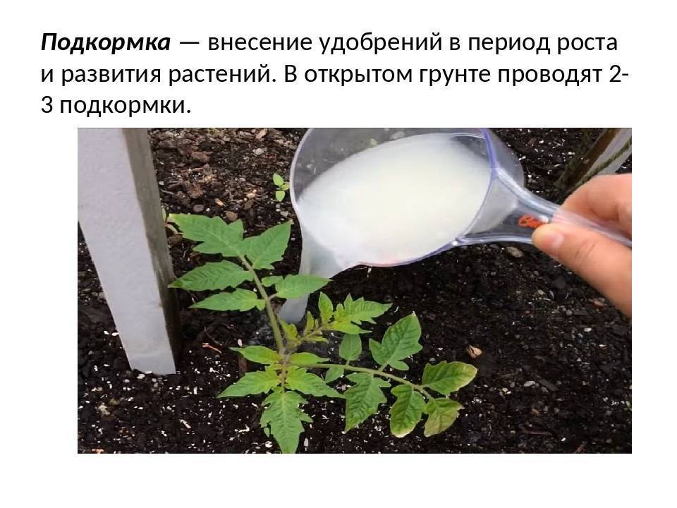 Лимонная кислота для почвы. Подкормка растений. Удобрения для растений. Проведение подкормки растений.. Технология подкормки растений.