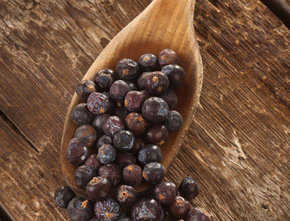 Ягоды можжевельника – можжевеловые плоды, рецепты, польза