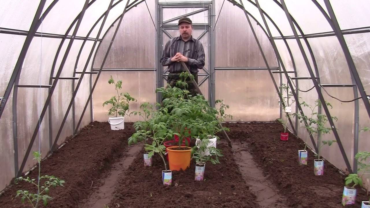 Когда можно пересаживать томаты в теплицу: сроки, при какой температуре почвы