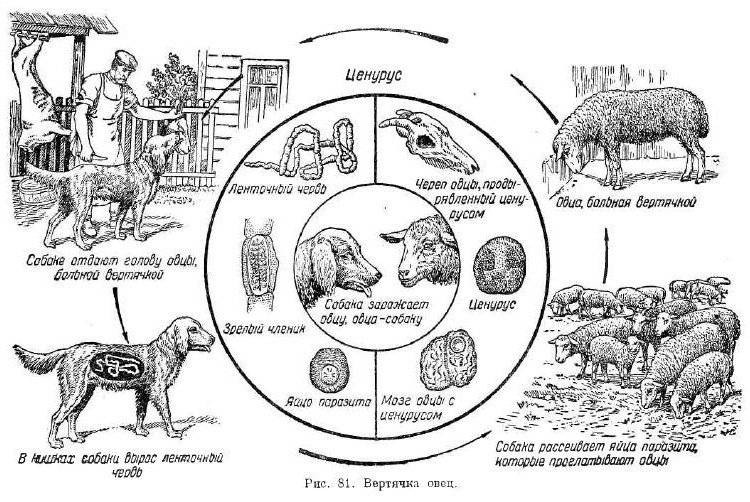 Календарный план лечебно профилактических мероприятий по ценуроз овец