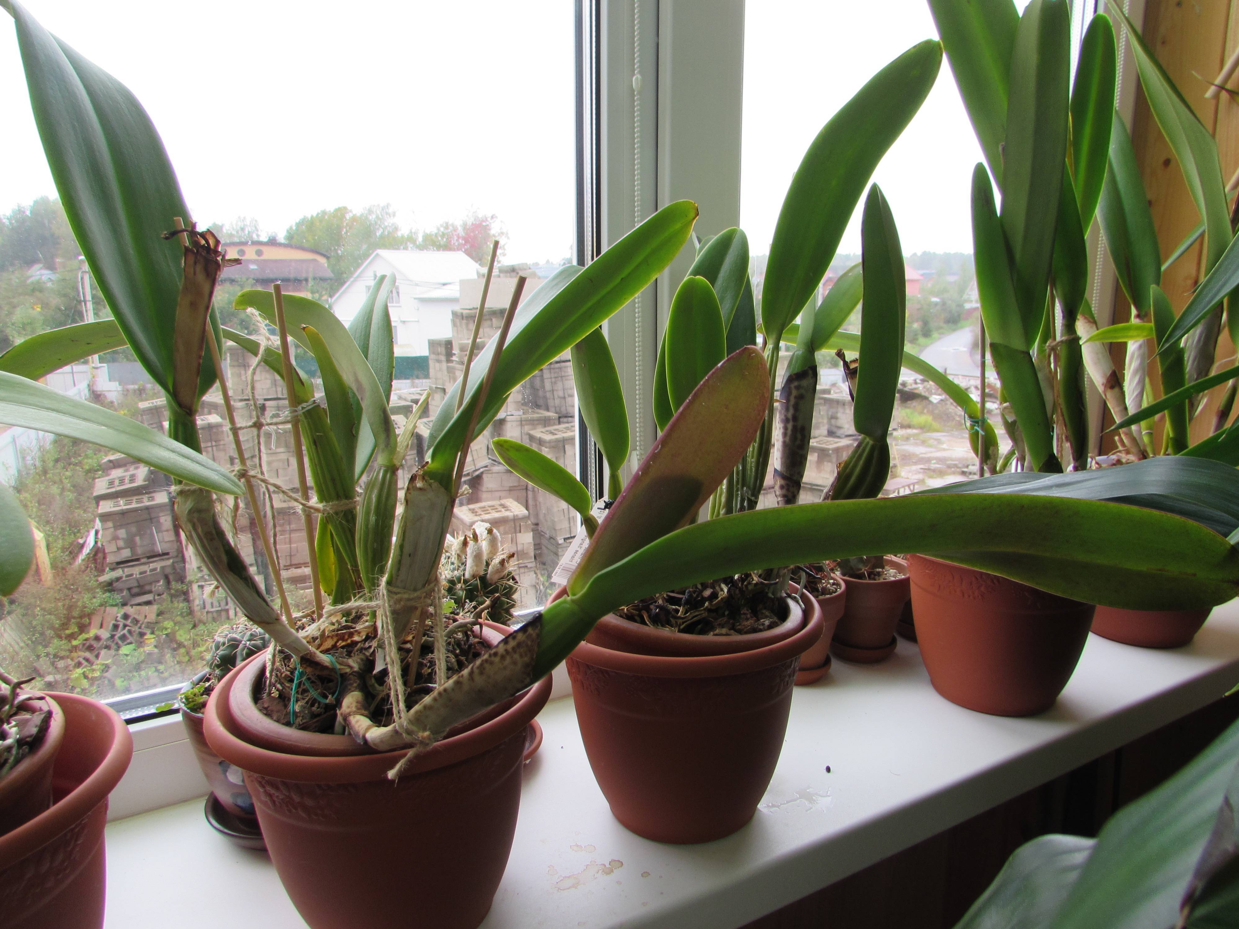 Орхидея каттлея фото уход в домашних условиях и выращивание