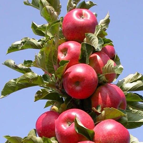 Колоновидные яблони: сорта, достоинства, недостатки и секреты выращивания