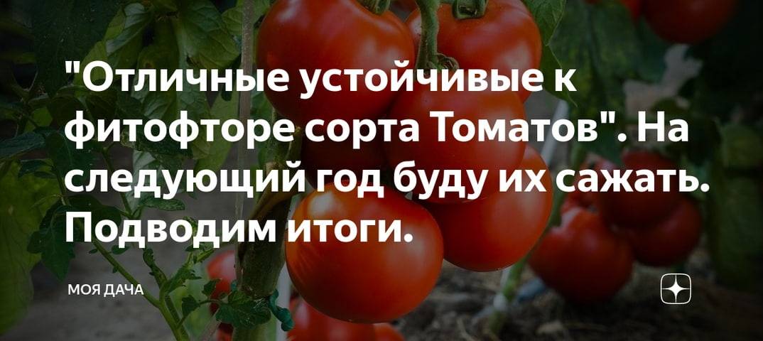 Выбираем лучшие томаты, устойчивые к фитофторозу для подмосковья