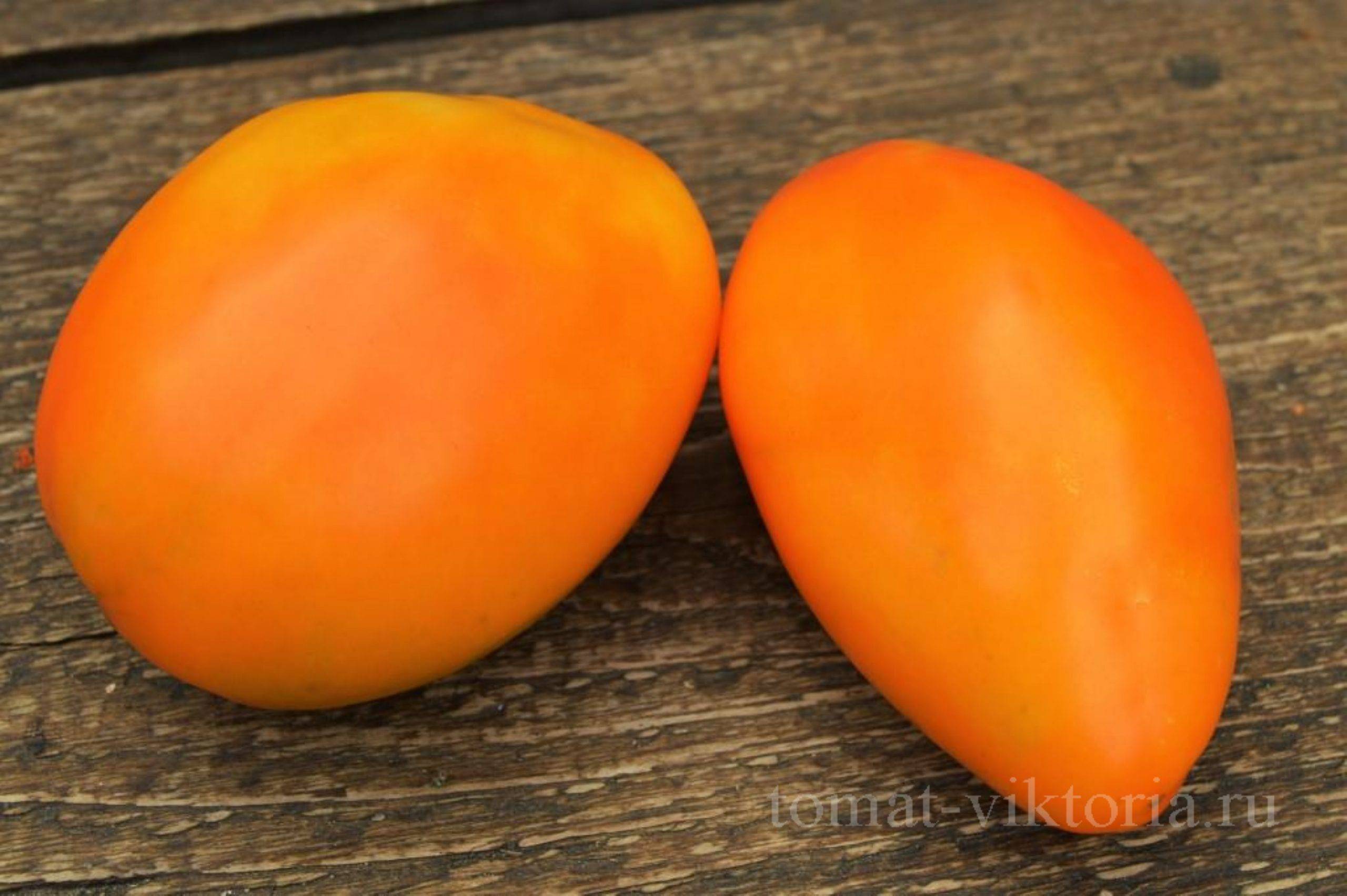 ✅ томат оранжевое чудо — описание сорта, отзывы, урожайность - cvetochki-penza.ru