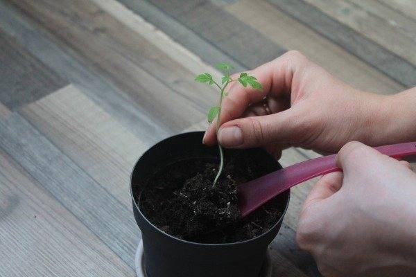 Хлопотно, но важно: зачем пикировать рассаду томатов и как эффективнее организовать процесс «переселения» сеянцев