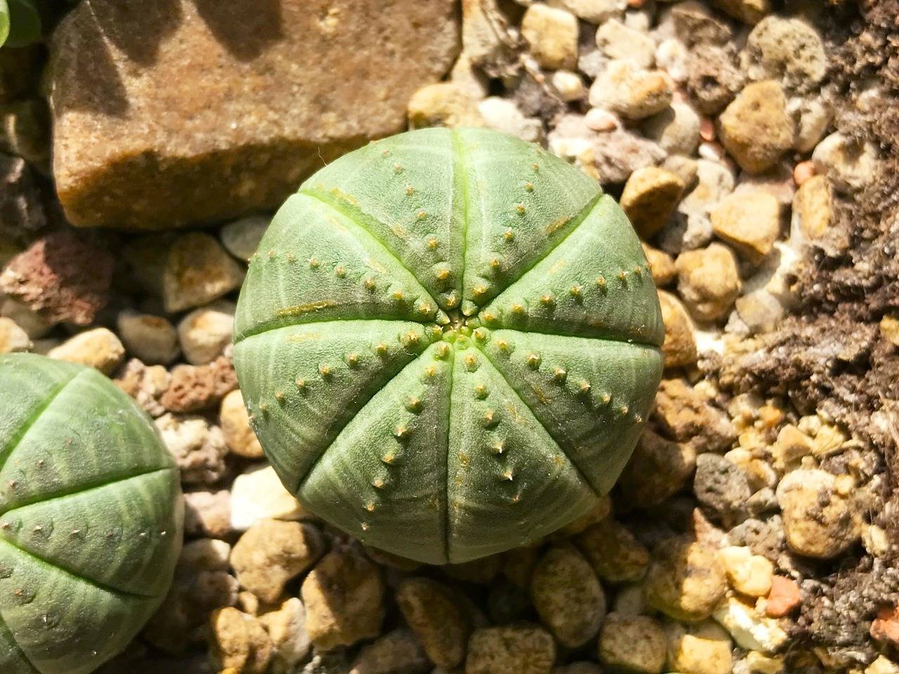 Gabizan Euphorbia obesa