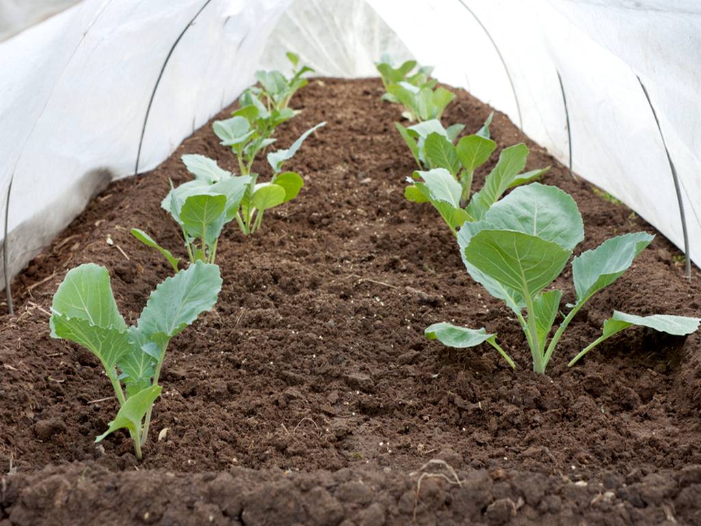 Выращивание цветной капусты: подготовка рассады, посадка и уход в открытом грунте, сбор урожая