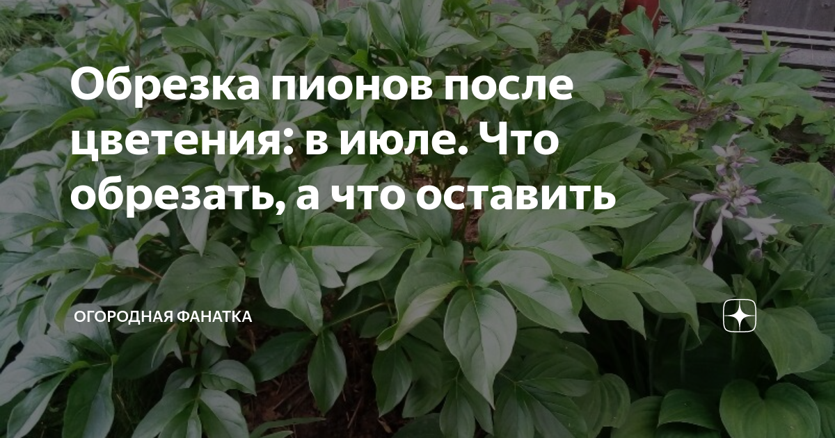 Пионы отцвели когда обрезать стебли после цветения. Обрезать отцветшие пионы. Пионы после цветения. Когда обрезать пионы после цветения. Обрезка пионов после цветения в июле.