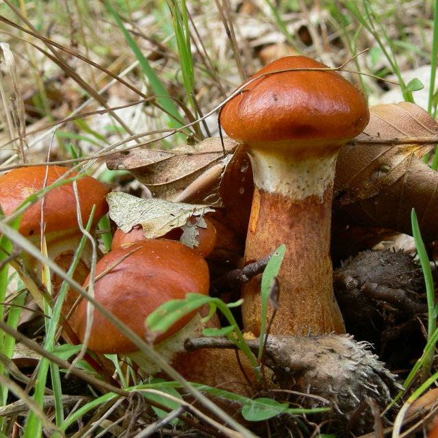 Ложные маслята (грибы): фото, как отличить, описание, съедобные
