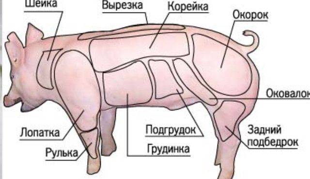 Грудинка свиная где находится на схеме