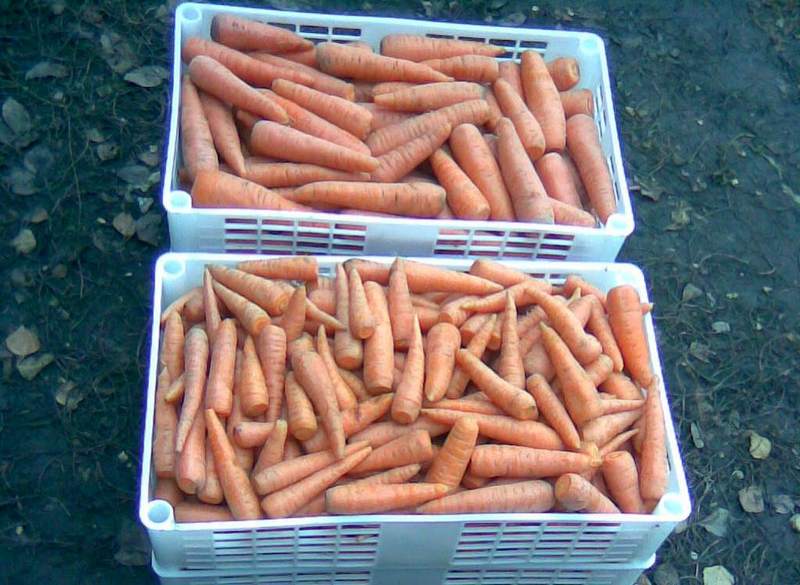 Как хранить морковь на зиму в погребе до весны: как правильно организовать хранение в подполе, подвале, как лучше подготовить овощи?