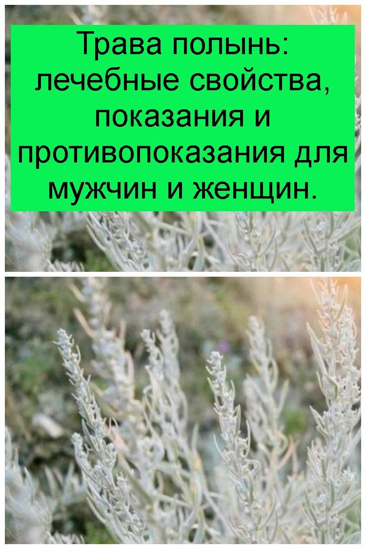 Полынь свойства. Лечебная трава Полынь. Полынь горькая отличия. Лекарственные травы Полынь. Полынь лечебная.