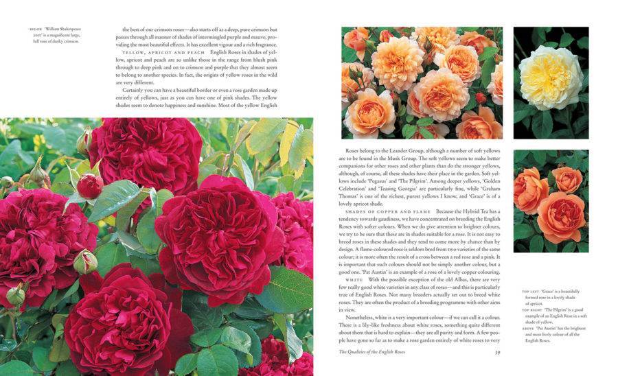 Английские розы: сорта и виды с фото и описание, уход и выращивание