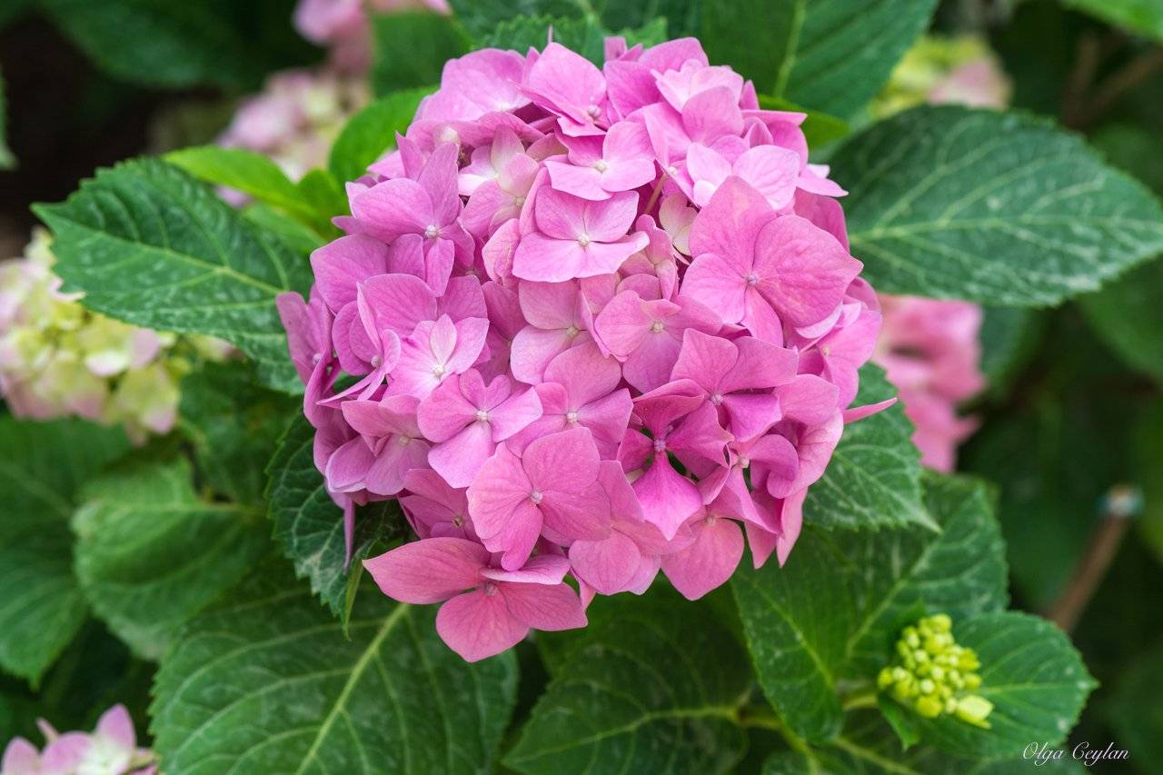 Hydrangea macrophylla фото