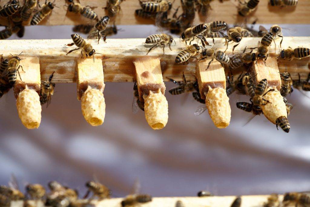 Пчелы карника: особенности + описание породы
