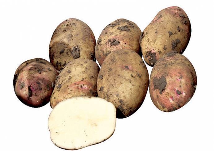 Картофель пикассо сорт. описание и характеристика сорта картофеля пикассо, урожайность, отзывы, фото